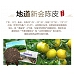 新寶堂陳皮茶 天龍鮑魚  迷你蝴蝶蘭 - 蘭花Hamper